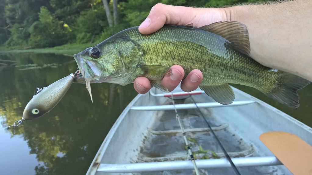 Ferdinand State Forest